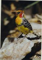 Image of: Trachyphonus erythrocephalus (red-and-yellow barbet)