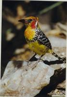 Image of: Trachyphonus erythrocephalus (red-and-yellow barbet)