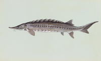 Image of: Acipenser oxyrhynchus oxyrhynchus (Atlantic sturgeon)
