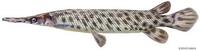 Image of: Lepisosteus platyrhincus (Florida gar)