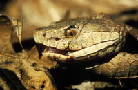 Image of: Agkistrodon contortrix (copperhead)