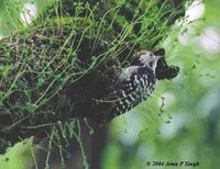 Brown-fronted Woodpecker - Dendrocopos auriceps