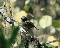 Green Shrike Babbler - Pteruthius xanthochlorus