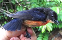 Mistletoebird - Dicaeum hirundinaceum