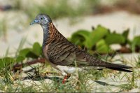 Bar Shouldered Dove