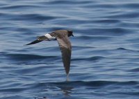 Band-rumped Storm-Petrel - Oceanodroma castro