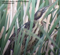 Australasian Bittern - Botaurus poiciloptilus