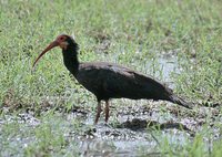 Sharp-tailed Ibis - Cercibis oxycerca
