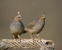 Scaled Quail (Callipepla squamata) photo