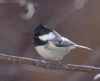 Coal Tit (Parus ater) photo