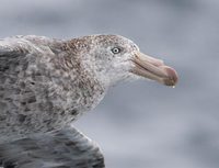 Northern (Hall's) Giant Petrel (Macronectes halli) photo