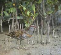 Buff-banded Rail (Gallirallus philippensis) photo