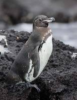 Galapagos Penguin (Spheniscus mendiculus) photo