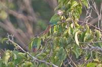 Pearly Parakeet - Pyrrhura lepida