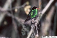 Red-billed Streamertail - Trochilus polytmus