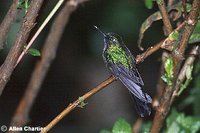 Tourmaline Sunangel - Heliangelus exortis