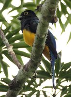 Violaceous Trogon - Trogon violaceus