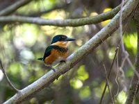 American Pygmy Kingfisher - Chloroceryle aenea