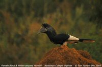 Black-and-white-casqued Hornbill - Ceratogymna subcylindricus