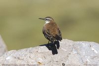 White-winged Cinclodes - Cinclodes atacamensis