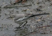 Black-backed Wagtail - Motacilla lugens