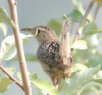 Sedge Wren - Cistothorus platensis