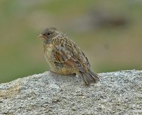 Robin Accentor - Prunella rubeculoides