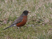 American Robin - Turdus migratorius