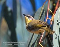 Gray-headed Honeyeater - Lichenostomus keartlandi