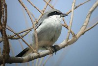 Southern Gray Shrike - Lanius meridionalis