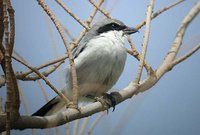 Southern Gray Shrike - Lanius meridionalis