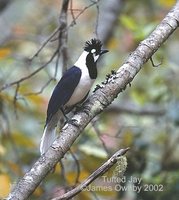 Tufted Jay - Cyanocorax dickeyi