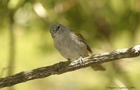 Green-tailed Warbler - Microligea palustris