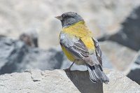 Gray-hooded Sierra-Finch - Phrygilus gayi