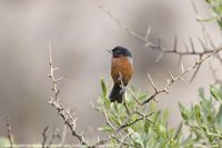 Black-throated Flowerpiercer - Diglossa brunneiventris