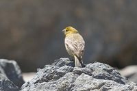 Greater Yellow-Finch - Sicalis auriventris