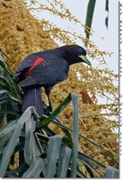 Red-rumped Cacique - Cacicus haemorrhous