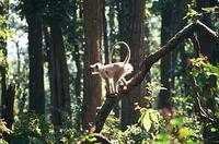 Langur