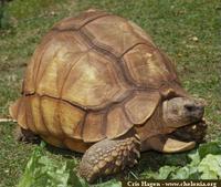 Madagascar Ploughshare Tortoise, Geochelone yniphora