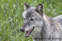 Grey Wolf