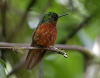 Chestnut-breasted coronet