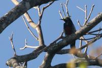 Yellow-tufted  woodpecker   -   Melanerpes  cruentatus   -   Picchio  ciuffogiallo