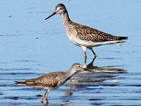 Yellowlegs. Photo by Greg Gillson