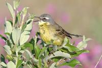 Yellow Wagtail Singing