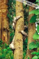 Three Toed Sloth (Bradypus tridactylus) photo