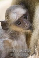 Infant Common Langur Monkey Presbytis entellus nursing with its mother at the Ranthambore Nation...