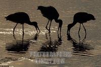 Yellow billed stork silhouettes stock photo