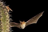 ...Pallid Bat ( Antrozous pallidus ) Flying by Saguaro Cactus ( Carnegiea gigantea ) about to take 