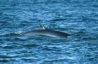 Common minke whale