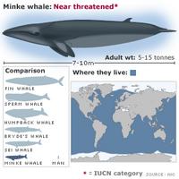 Minke whale